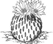 Coloriage Cactus pelecyphora aselliformis