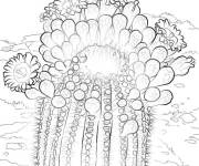 Coloriage Cactus Saguaro d&eacute;taill&eacute;