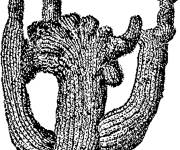 Coloriage Cactus saguaro en noir