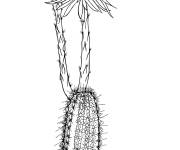 Coloriage Cactus setiechinopsis mirabilis