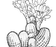 Coloriage Cactus sortant des fleurs