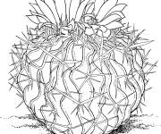 Coloriage Cactus stenocactus multicostatus