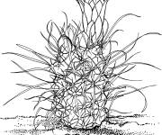 Coloriage Cactus toumeya papyracantha