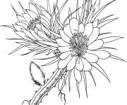 Coloriage Cactus vanille