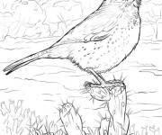 Coloriage Cactus Wren de Arizona