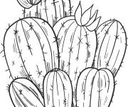 Coloriage Croquis Cactus