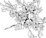 Coloriage Fleur cactus de No&euml;l