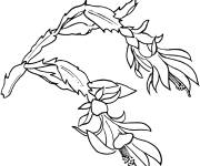 Coloriage Fleur princesse de nuit de cactus
