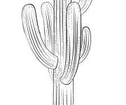 Coloriage Gros Cactus saguaro