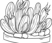 Coloriage Illustration de Cactus en pot