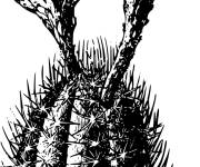 Coloriage Image de Cactus vintage