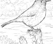 Coloriage Paysage d'un oiseau sur un cactus r&eacute;aliste