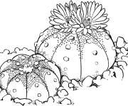Coloriage Plante astrophytum asterias