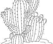 Coloriage Plante Cactus