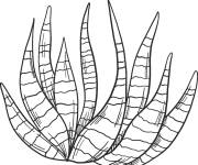 Coloriage Plante Cactus facile