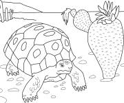 Coloriage Tortue et cactus dans le desert