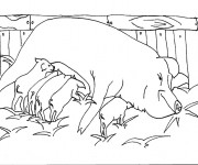 Coloriage Porc en Campagne