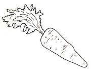 Coloriage Carotte plante avec des racines