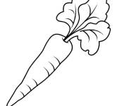 Coloriage Carotte, plante du jardin