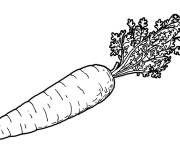 Coloriage Carotte ray&eacute; pour adulte