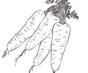 Coloriage Carottes de jardin