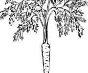 Coloriage Dans le jardin, on voit les racines des carottes