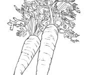 Coloriage Deux carottes simple