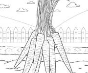 Coloriage L'agriculteur a r&eacute;colt&eacute; les carottes