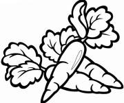 Coloriage Nourriture Carotte
