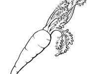Coloriage Plante de carotte avec les racines