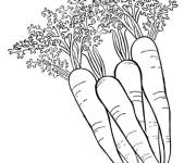Coloriage Quartes Carottes en couleur
