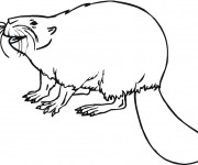 Coloriage Castor qui rit