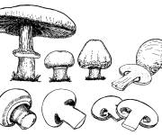 Coloriage Champignon r&eacute;aliste en noir et blanc