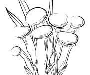 Coloriage Champignons r&eacute;aliste