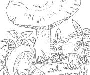 Coloriage Des champignons comestibles dans la foret