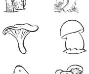 Coloriage Diff&eacute;rents types de champignons
