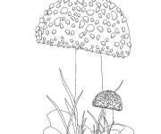 Coloriage Gros champignon et petit