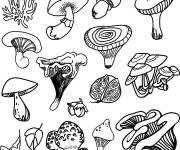 Coloriage Illustration de différents  champignons