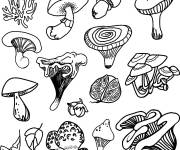 Coloriage Illustration de diff&eacute;rents  champignons