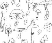 Coloriage Illustration de mauvais champignons à ne pas manger
