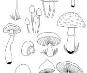 Coloriage Plusieurs champignons de la nature