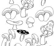 Coloriage Vari&eacute;t&eacute; de champignons