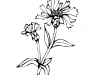 Coloriage et dessins gratuit Champs plantes à imprimer