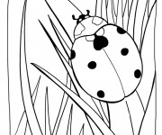 Coloriage Coccinelle en Printemps