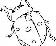 Coloriage Coccinelle et ses longues antennes