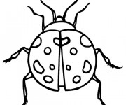 Coloriage Coccinelle insecte pour décoration