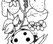 Coloriage et dessins gratuit Coccinelle sur une plante à imprimer