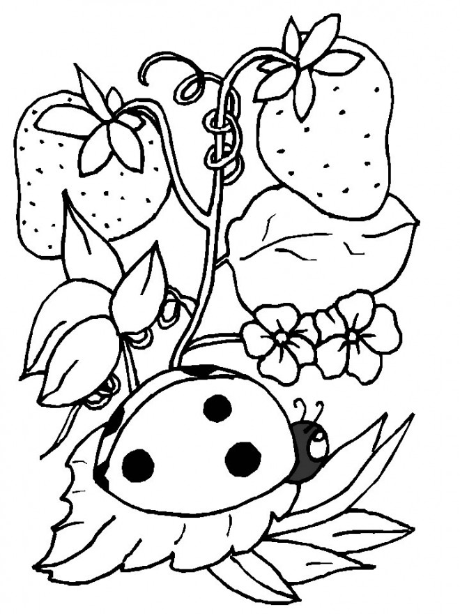 Coloriage et dessins gratuits Coccinelle sur une plante à imprimer