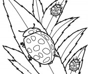 Coloriage Coccinelles par tout