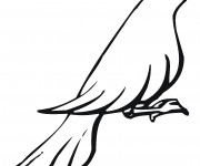 Coloriage Colombe assise